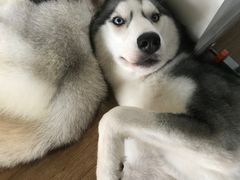 -Husky Go! 哈士奇体验馆·宠物咖啡厅狗咖
