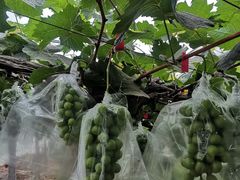 -马陆小张葡萄园农家乐