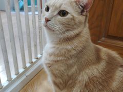 -是阿柴呀！柴犬咖啡·爱喵喵猫咖