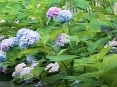 -合肥滨湖国家森林公园