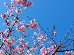 -狐尾山公园