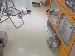 -三花喵·撸猫购宠·宠物生活馆(虹桥南丰城店)
