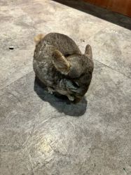 -神奇动物撸宠馆·羊驼·小浣熊·异宠(豫园店)