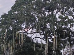 -长洲岛都市农业公园