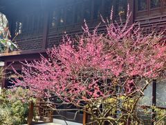 -十八棵（老龙井）御茶园(老龙井店)