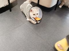 -Heymao猫咖.咖啡厅(东门店)