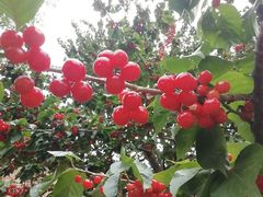 -菌之家·专业纯野生菌火锅·特色炒菌