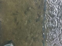 -会江钓鱼钓虾烧烤场