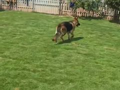 -趣玩宠物乐园寄养训犬训狗游泳池