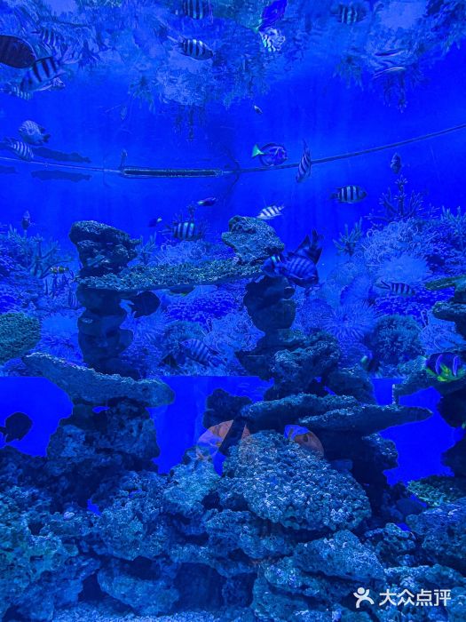 海合安成都极地海洋公园图片