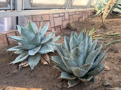 -北京植物园-展览温室