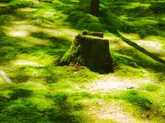 -西芳寺(苔寺)
