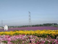 -紫颐香薰山谷景区