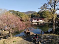 -香雪海