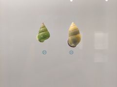 -青岛贝壳博物馆