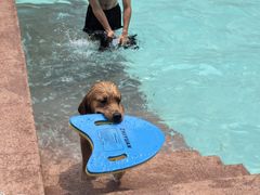 -帕帕拉兹宠物(亚洲旗舰店)