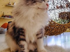 小雪球-飞行喵MR PILOT|猫舍·猫咖(静安大融城店)