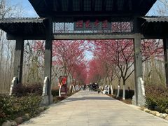 -合肥滨湖国家森林公园