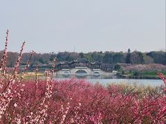 -上海海湾国家森林公园