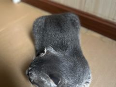 -咕噜咕噜宠物医院·CT·肿瘤科·骨科(前海院)