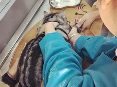 -瑞派长江宠物医院·猫科·外科·24小时夜护(谊城公寓分院)
