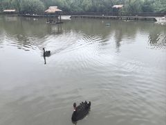 -溱湖国家湿地公园