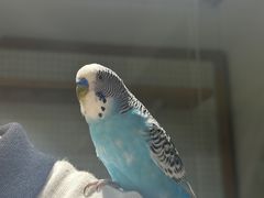-吉丁鸟咖·异宠·寄养