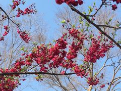 -顾村公园