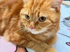 -伟伟宠物医院·瑞派猫友好医院·猫科(光谷店)