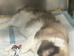 -艾吉宠物医院·疑难杂症转诊中心·猫友好(碧江路院)