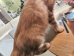 -藏猫猫咖啡主题馆(中央大道店)