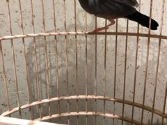 环境-那家小馆•北京菜•烤鸭(中关村店)