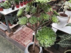 -保定市花鸟鱼虫市场