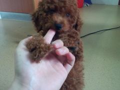 爱侣宠物医院(灵石路总院)-爱侣宠医·鹦鹉专科·小型哺乳类·异宠专科(灵石路店)