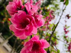 -船政文化景区-罗星塔公园