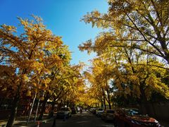 -三里屯东五街银杏大道