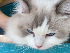 -宠福鑫动物医院(望京分院)