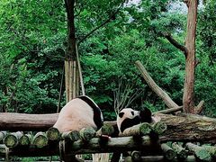 -都江堰中华大熊猫苑