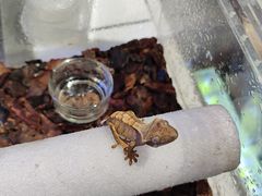 -酷以爬仙阁实体爬宠店·守宫·蜥蜴·专业繁育