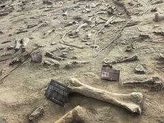 -诸城市恐龙博物馆