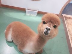 -藦茜花园宠物主题亲子互动体验馆(国顺东路店)