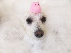 -PETKIT小佩宠物(古北店)