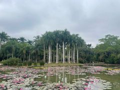 -中国科学院西双版纳热带植物园