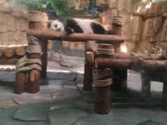 -泉州海丝野生动物世界