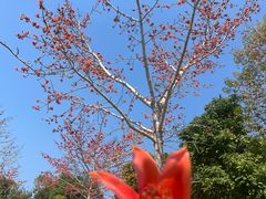 -中国科学院西双版纳热带植物园