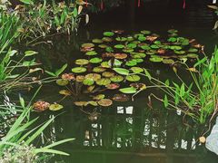 -深圳国际园林花卉博览园