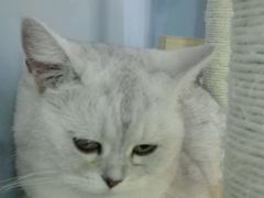-喵的天空名猫咖啡馆·撸猫·猫舍·用品
