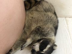 -浣熊柯尔鸭土拨鼠·电玩咖