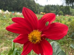 -武陵山森林公园