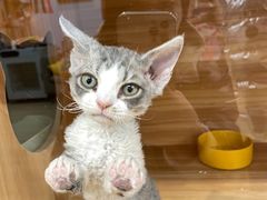 -猫十亿·布偶金渐层·曼基康矮脚猫舍(青年路店)